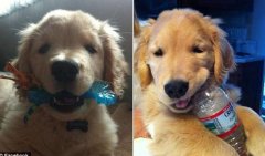 ��������ʧ����ë��Ȯ���������