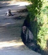 ���峿����������ȮϮ��������